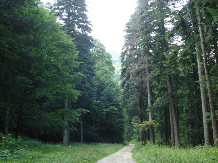 DSC03650 - 2009 CHEIA IULIE