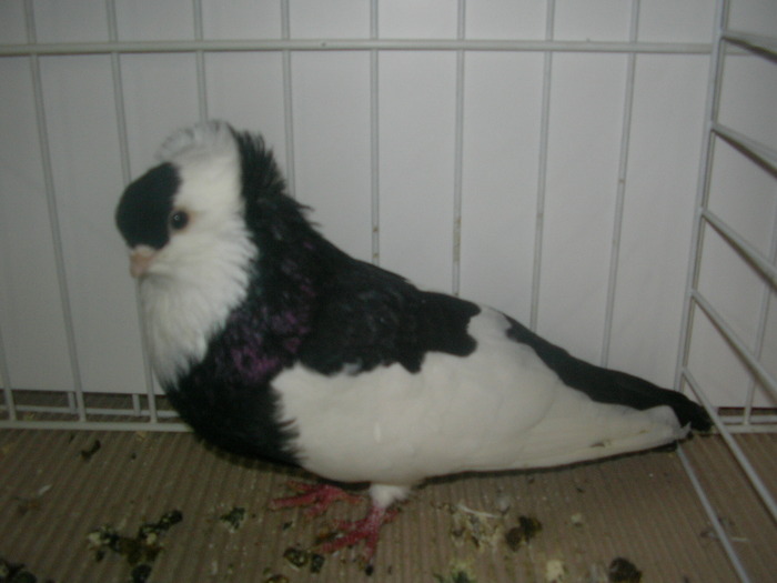 SANY0136 - poze expo 2009