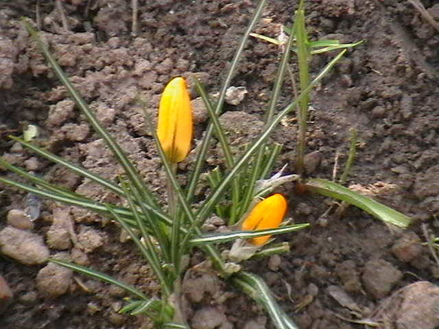 crocusi - gradina mea cu flori