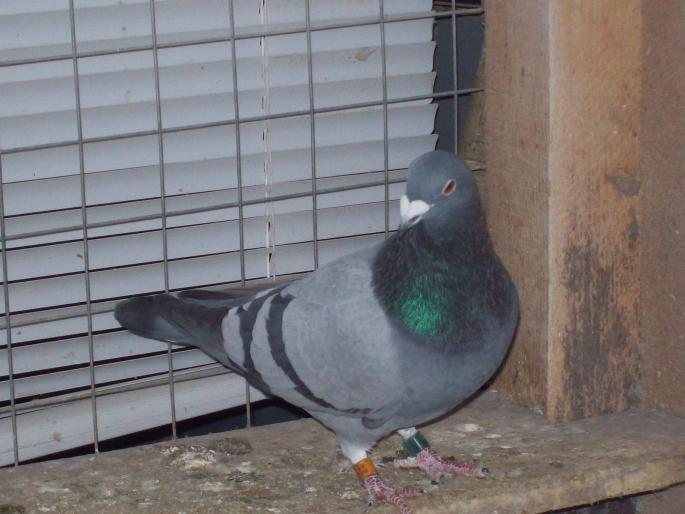 100_0057 - porumbei matca 2008