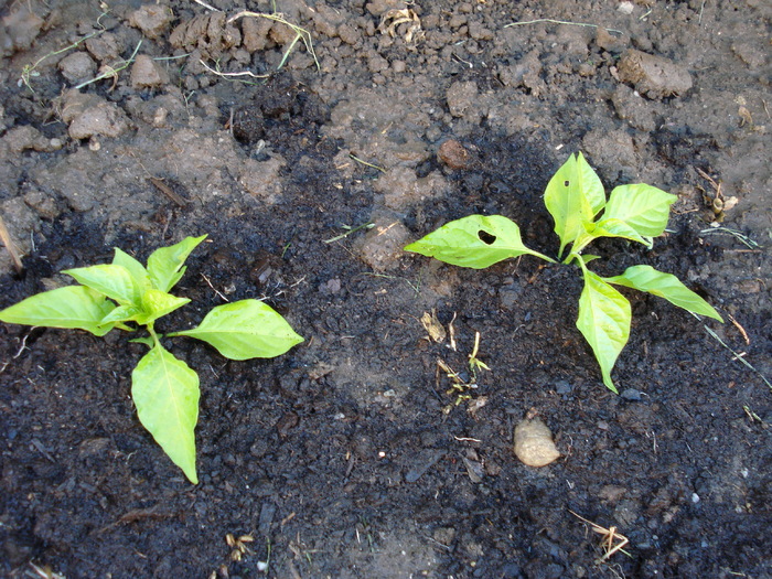 Habanero Peppers (2009, June 13) - Habanero