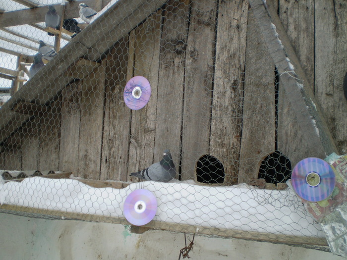porumbei10 084 - porumbei la zbor din matca 2009