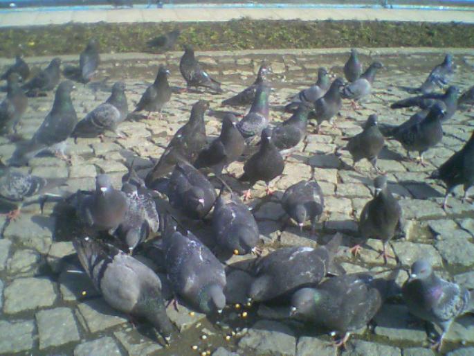 hranirea porumbeilor din piata - Stop sacrificarea lasati porumbei sa zboare--Stop the slaughter let to fly pigeons