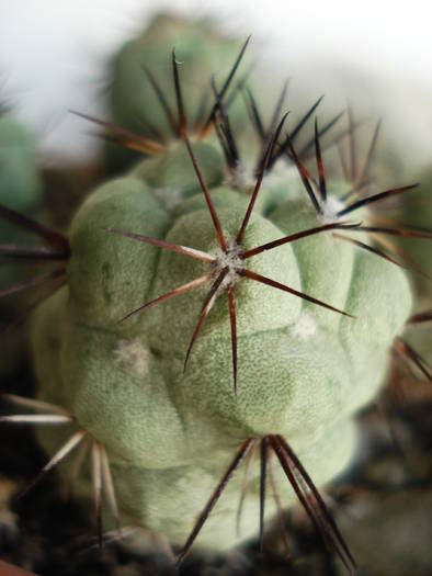 Ortegocactus macdougallii - Cactusi