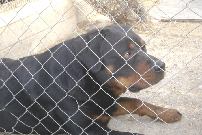 Picture 033 - ROTTWEILER