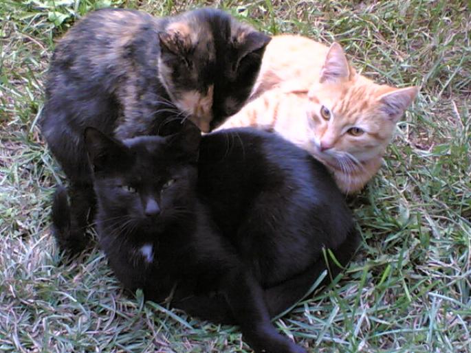 4 - pisici din 2007
