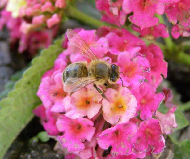 MayLantana - flori