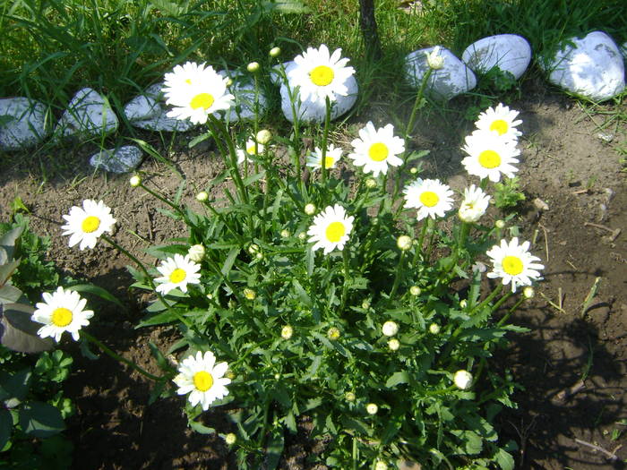 margarete - florile mele -2009