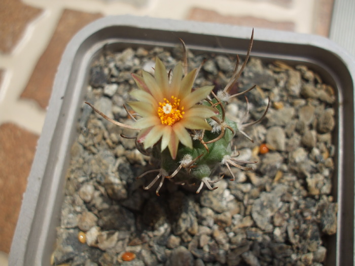 Turbinicarpus flaviflorus - cactusi infloriti