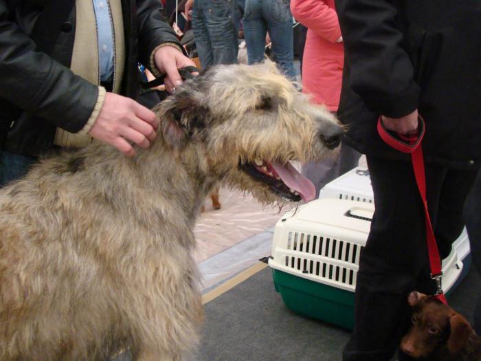 Picture 052 - EXPOZITIE Internationala Canina 15 11 2008 Cluj Napoca