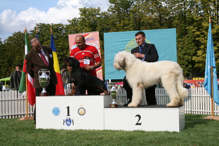 Rezerva Junior BIS Cacib Bucuresti 2008 - RoJCh EuJCh BALAN D MURESAN