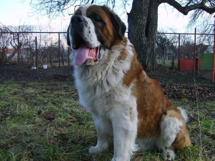 9748c722_0020000604533_l - Pereche Saint-Bernard