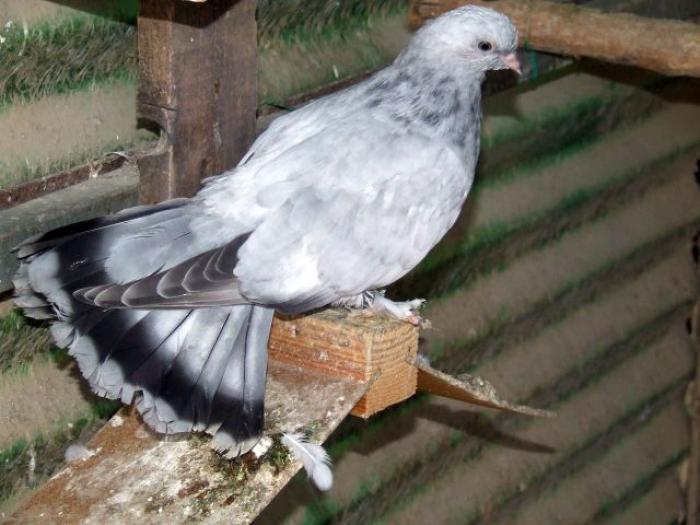 expo concordia 007 mo; porumbel vazut in crescatoria unui crescator german
