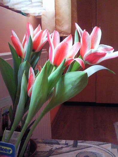 lalele martie 09 - Plante primavaratice