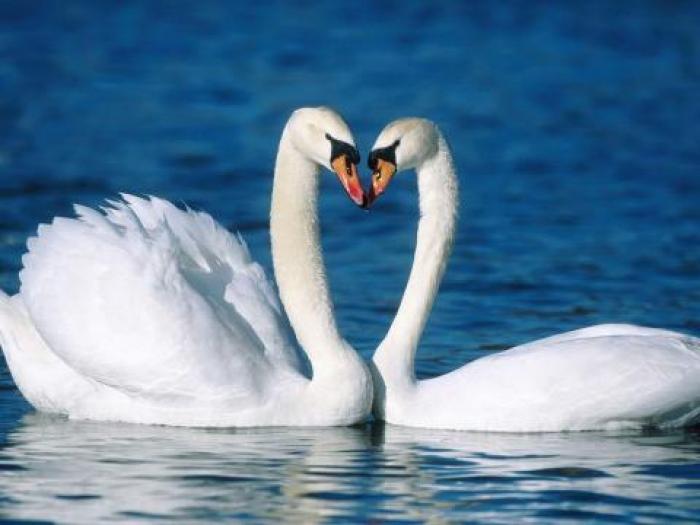 Imagini Animale_ Imagini cu Animale_ Imagini Animale Superbe - Animale