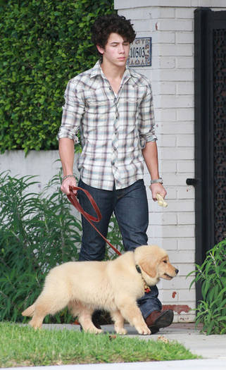 Birthday Boy Nick Jonas Takes Pup Walk 2-9xQAJSn0ol - nick jonas