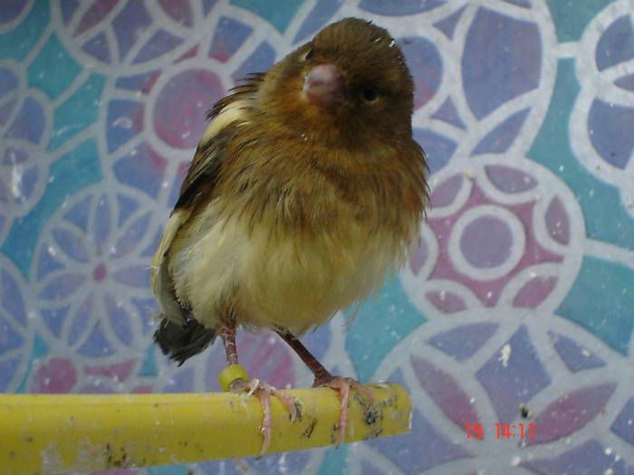 DSC03974 - canari poze 2009