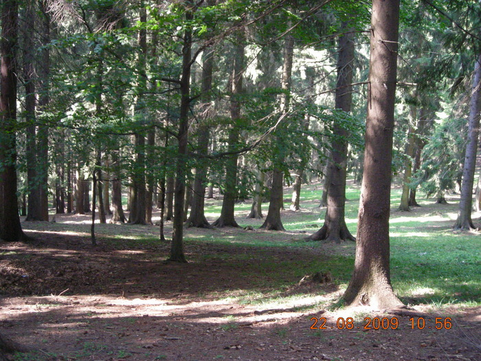 DSCN9230 - Sinaia 23 08 2009