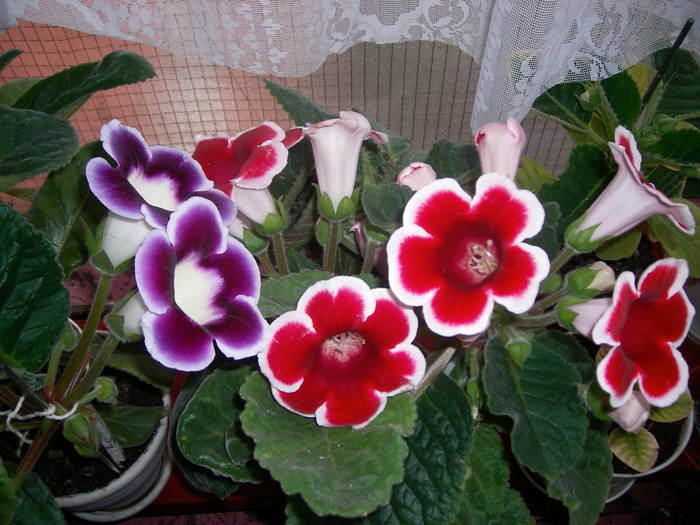 Gloxinie rosu  si mov paspolat - Flori - 2009