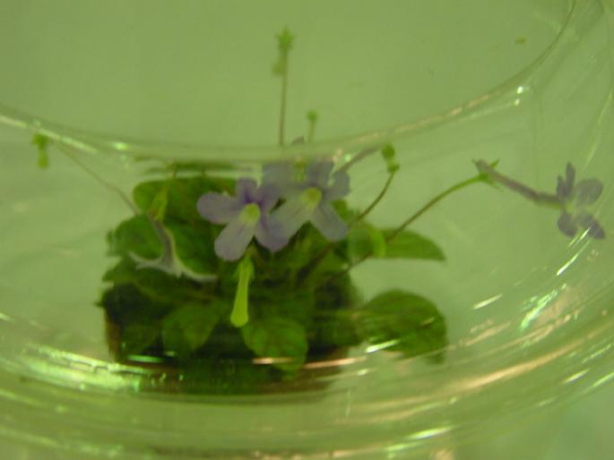 Sinn_Bright_Eyes_2005avsa - violete de pe net 1