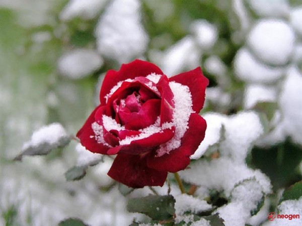 759d80a1_0020000840978_00_600 - Trandafiri