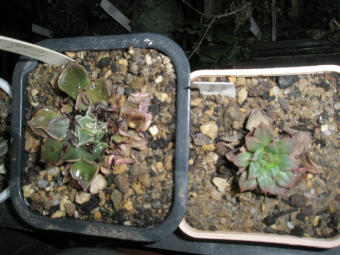 Tacitus bellus arsi in vara 2009 - cactusi la iernat 2009-2010