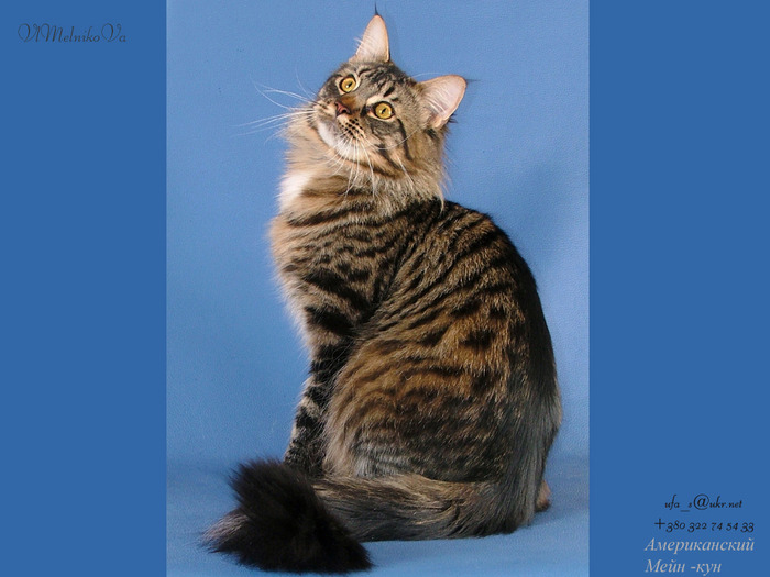 D_355 - Desktop Pisici