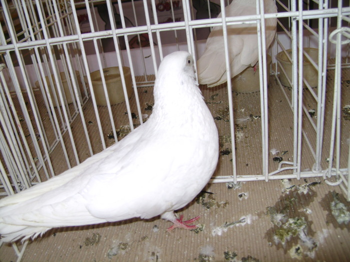 Picture 069