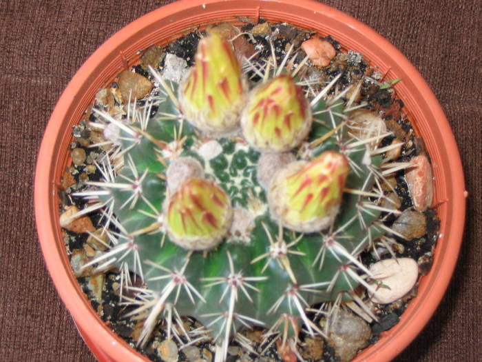 Notocactus submammulosus - boboci, Mai 2009