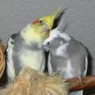 images - papagai nimfa