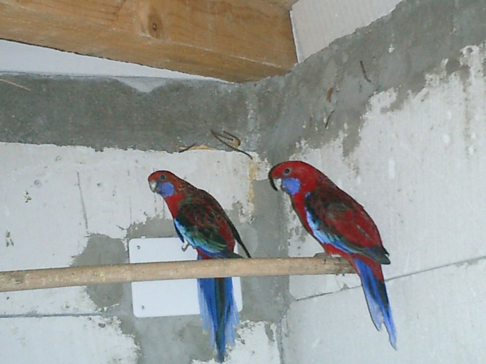 matca - rosella penant