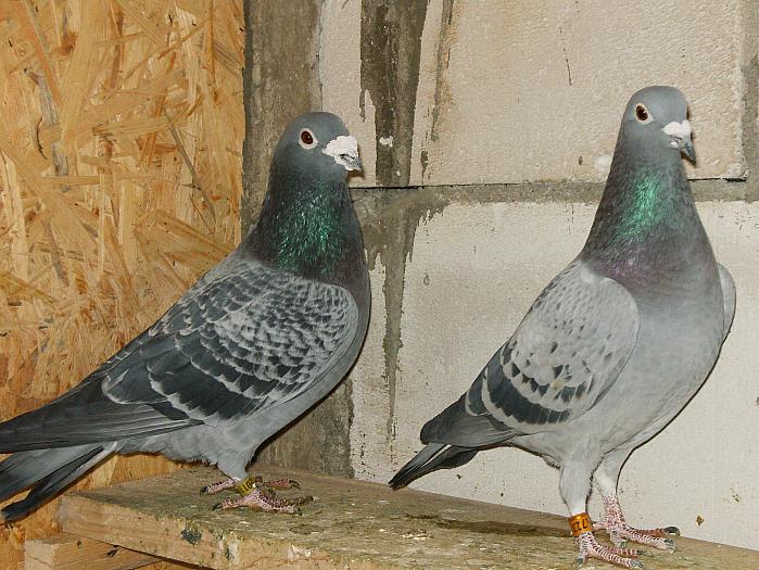 HPIM2181 - porumbei 2009