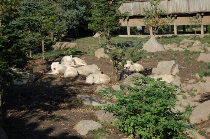 DSC_0080 - zoo amneville