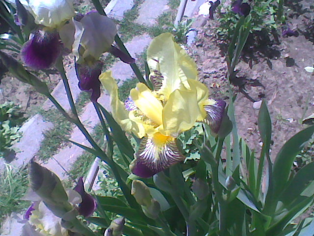 Imag008