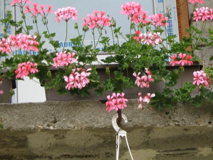 IMG_1239 - floricele