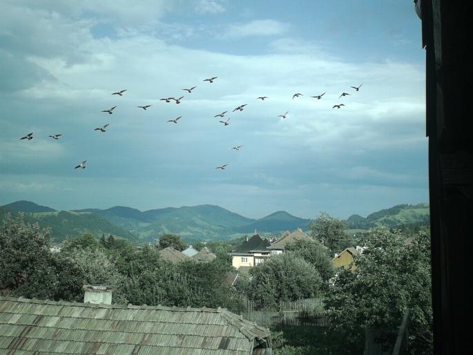 STKI0135 - porumbeii mei