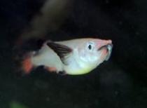 Nomorhamphus%20liemi