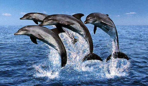 25 - poze cu delfini