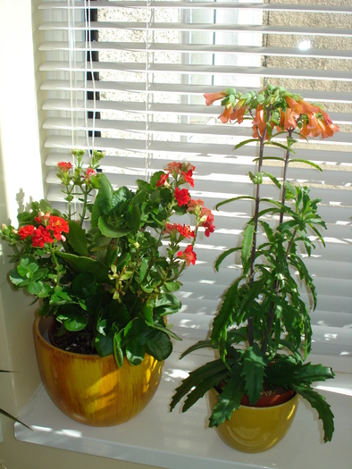 KALANCHOE-IAR CU FLORI...