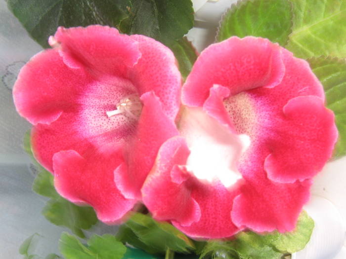 IMG_2184; gloxinia tigrina red

