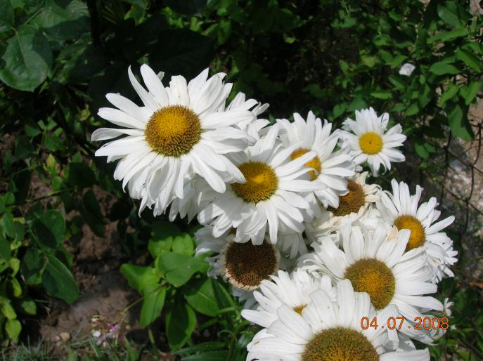 DSCN0645 - flori in iulie