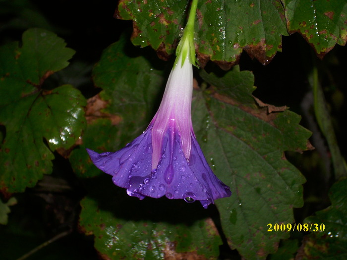 DSCI0575 - ipomoea-zorele