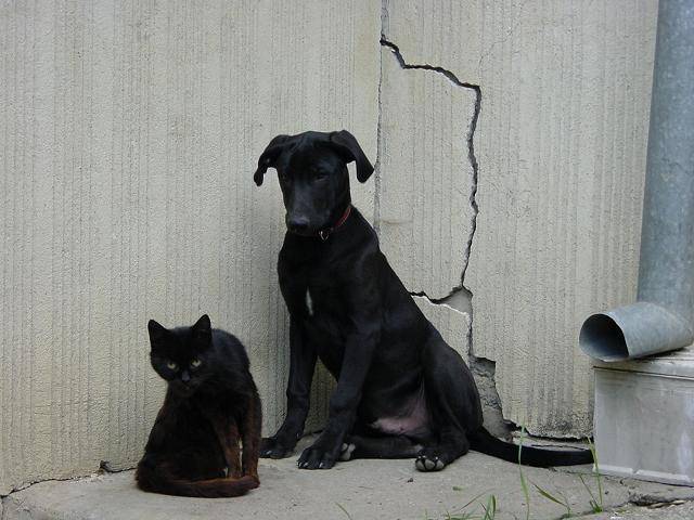 DogsAndCats[1]