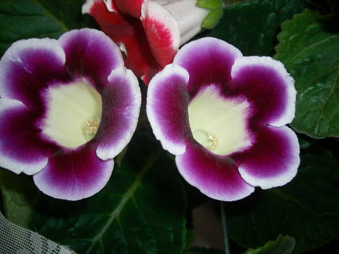 Gloxinie mov paspolat - Flori - 2009