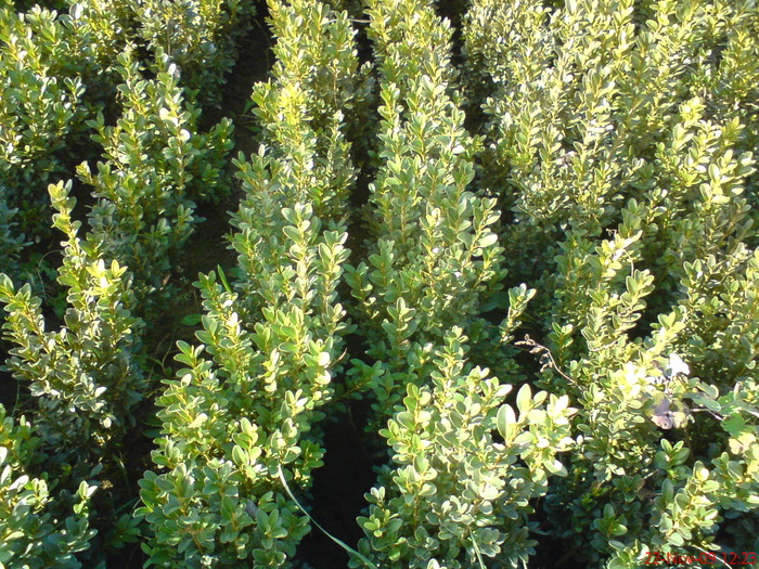 DSC00865 - thuia si buxus de vanzare 2012