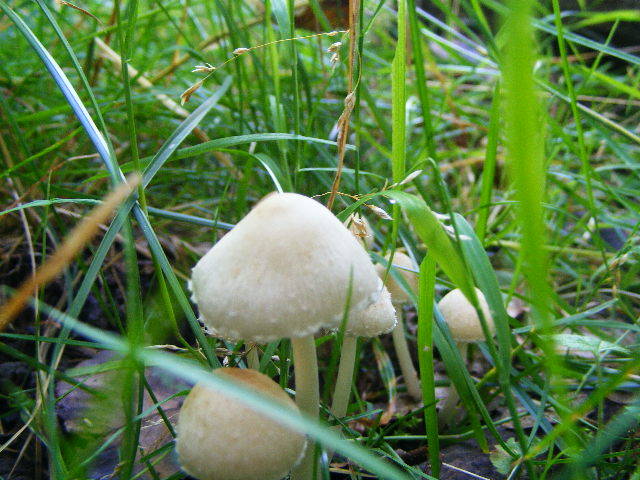 DSCF2632 - Berchezoaia Biserica Vacilor 28 iunie 2009