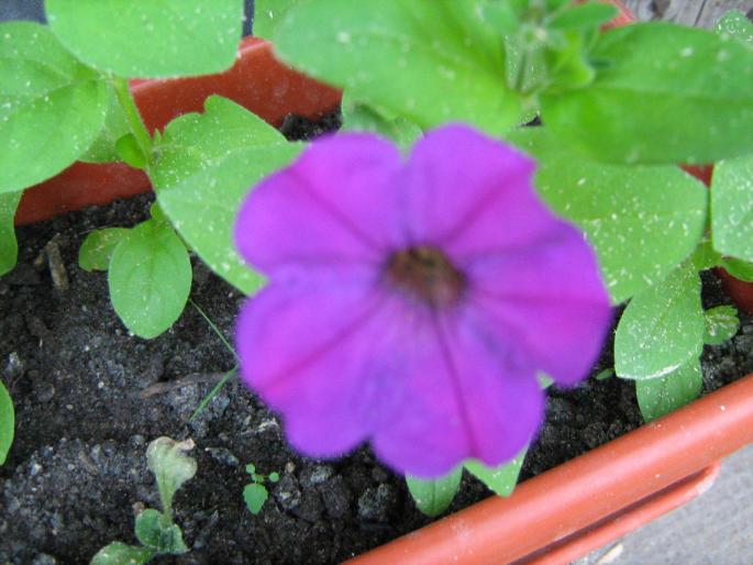 petunie - floricele