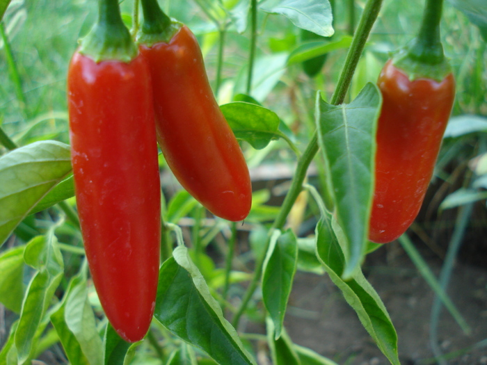 Serrano Tampiqueno (2009, Aug.21) - Serrano Tampiqueno Pepper