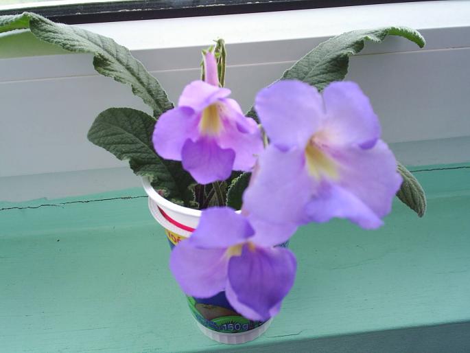 streptocarpus lila