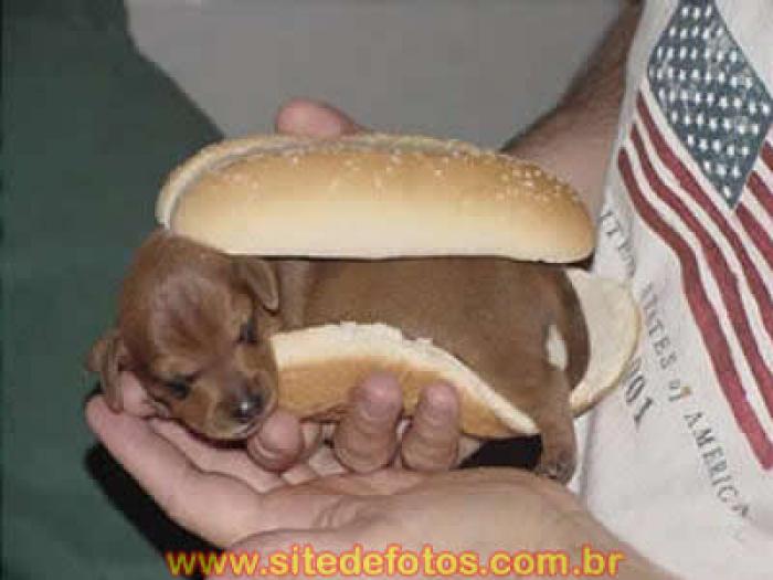 verdadeiro-hot-dog - amuzante